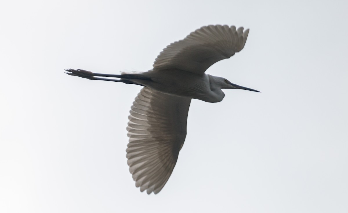 Little Egret - Zaber Ansary -BirdingBD Tours
