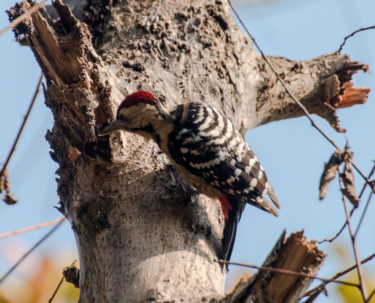 Fulvous-breasted Woodpecker - Zaber Ansary -BirdingBD Tours