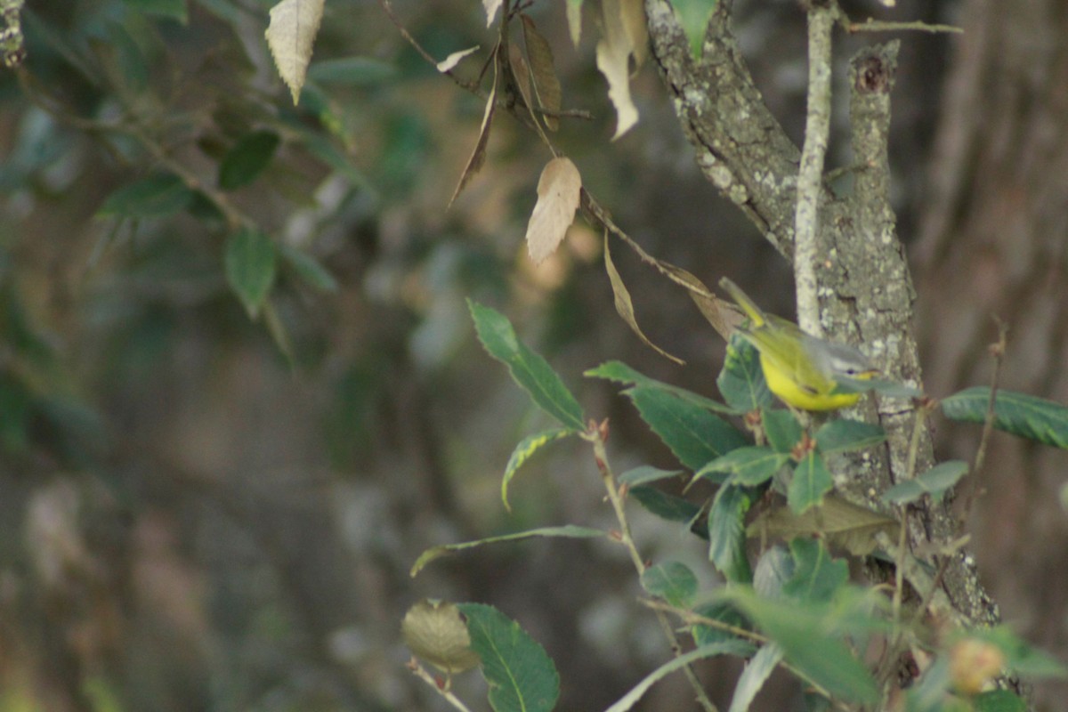 Gray-hooded Warbler - pradeep Rana