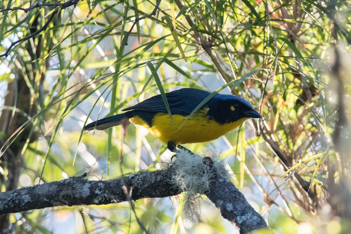 Black-cheeked Mountain Tanager - Nige Hartley