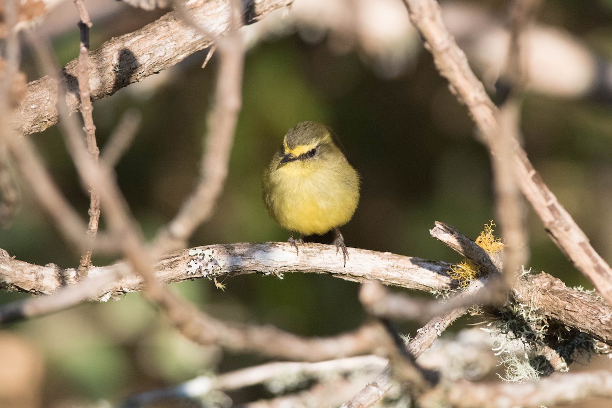 Yellow-bellied Chat-Tyrant - Nige Hartley