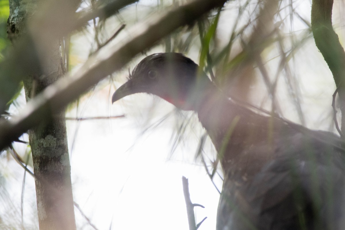 Band-tailed Guan - Nige Hartley