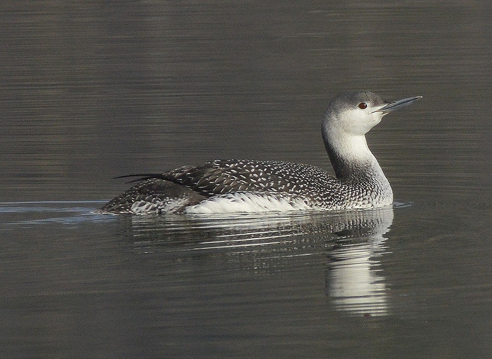 Red-throated Loon - Frederick Atwood