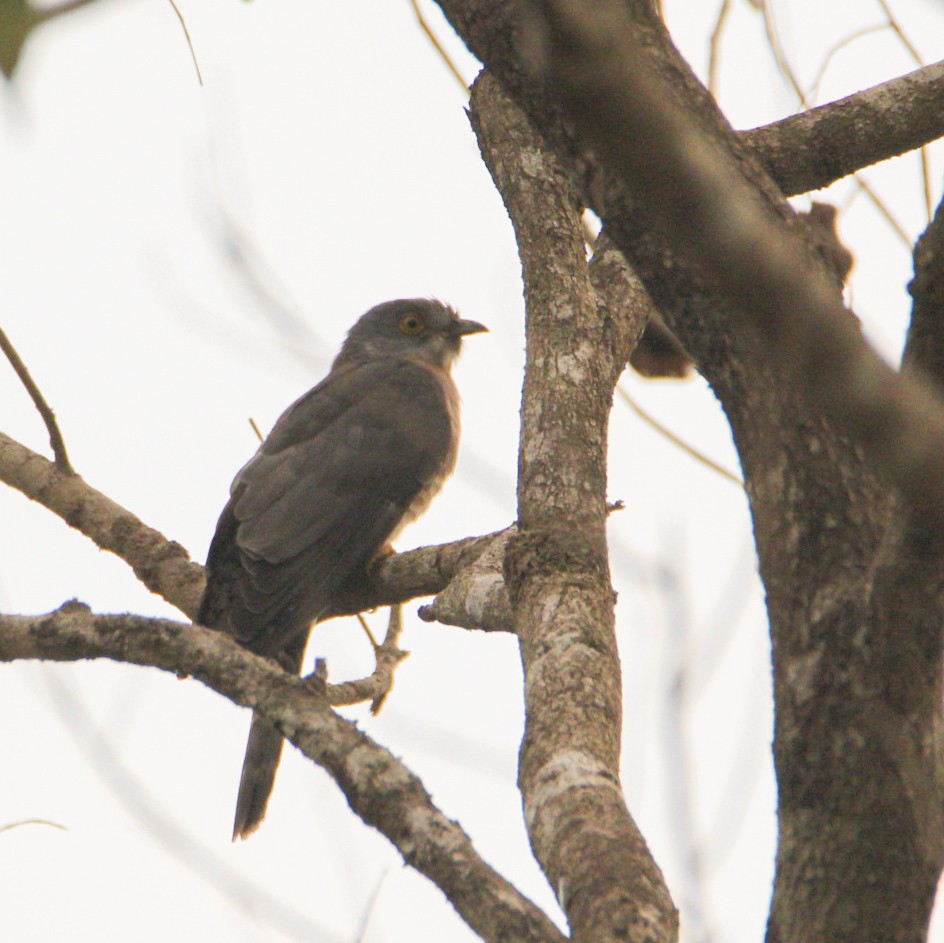 Common Hawk-Cuckoo - Adithya Bhat