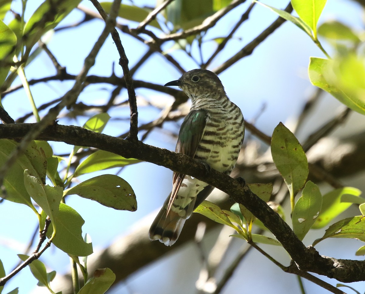 Little Bronze-Cuckoo - David Ongley