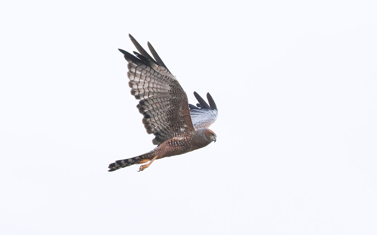 Spotted Harrier - Ged Tranter