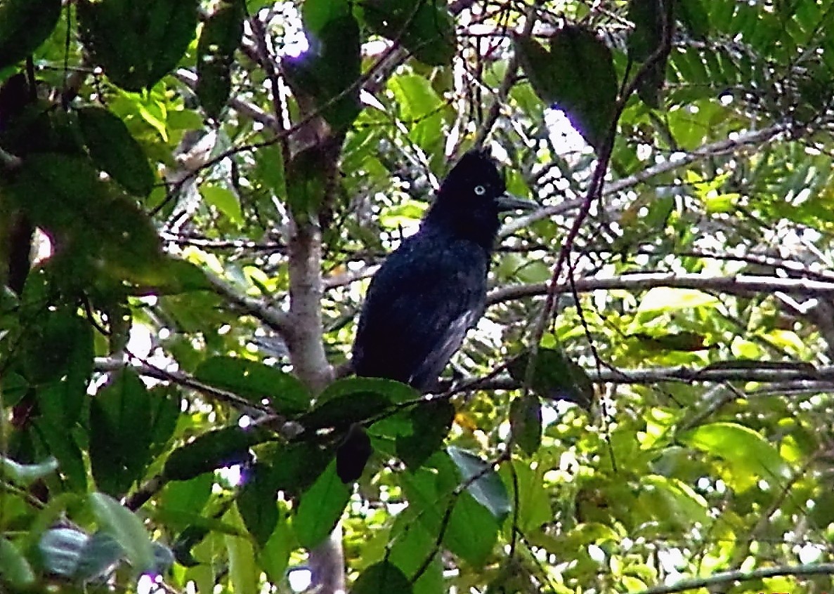 Amazonian Umbrellabird - Lorenzo Calcaño