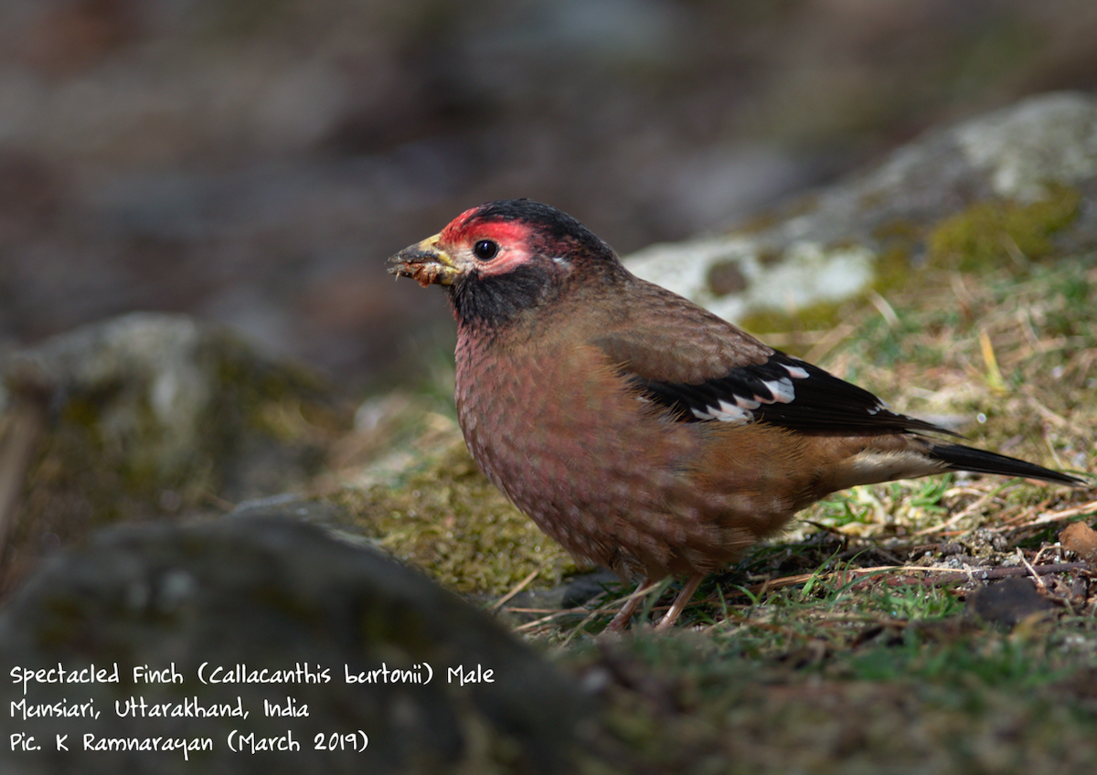Spectacled Finch - ML143473941