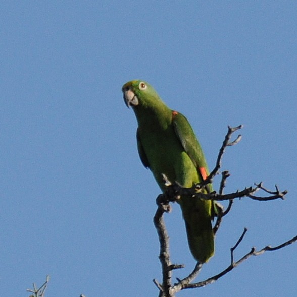 Yellow-crowned Parrot - Diana Flora Padron Novoa
