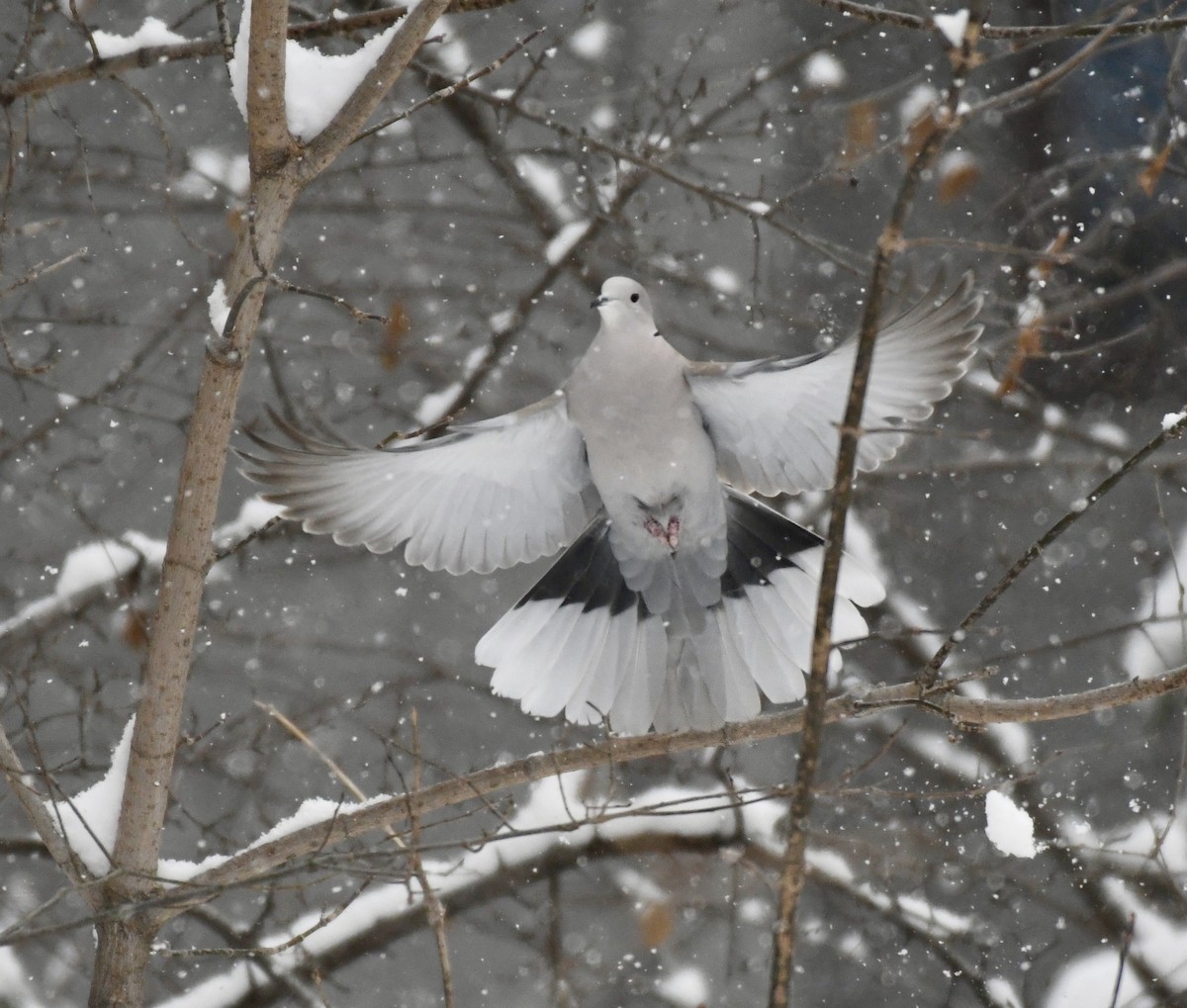 Eurasian Collared-Dove - Kevin Manley