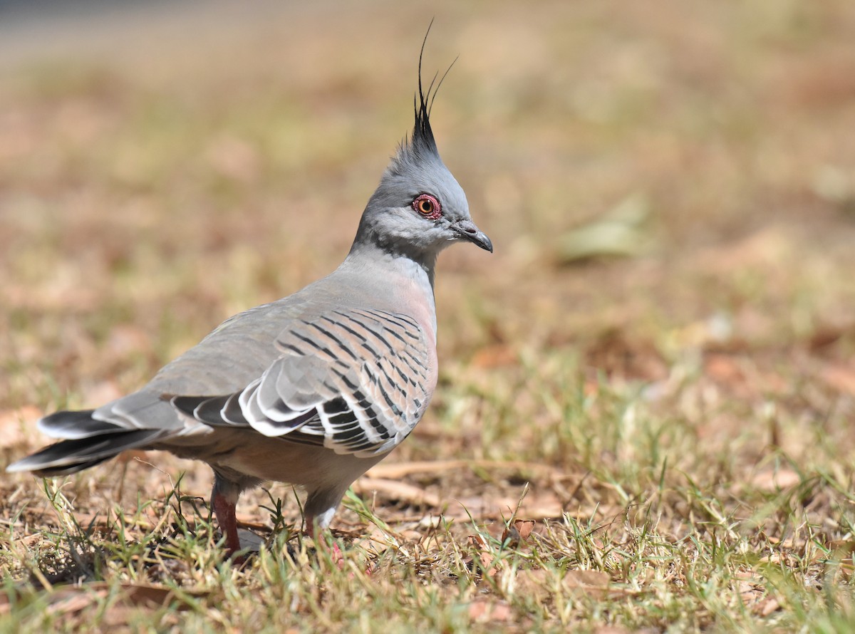 Crested Pigeon - ML143476931