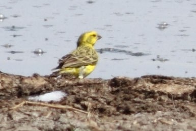 White-bellied Canary - ML143477191