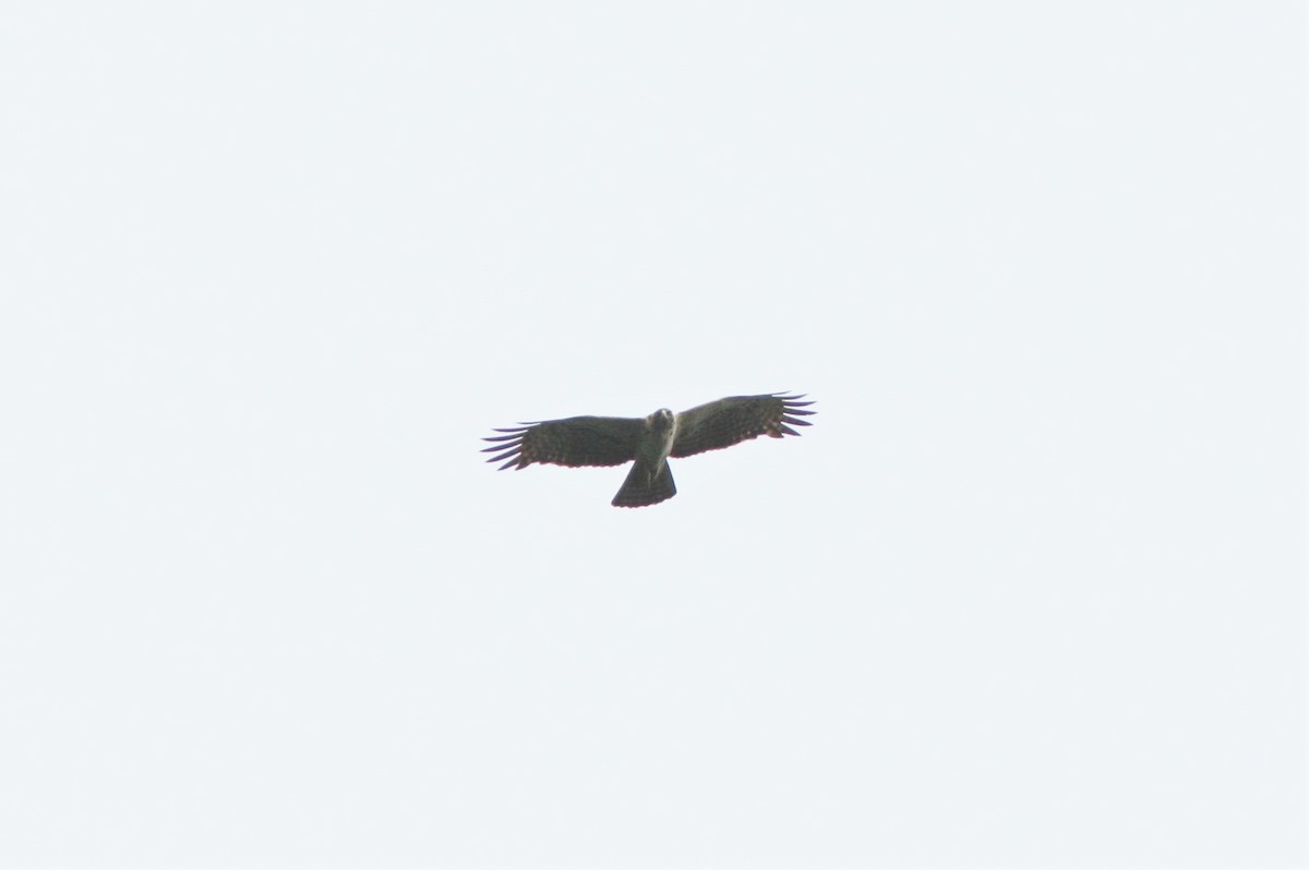 Cassin's Hawk-Eagle - Ottavio Janni