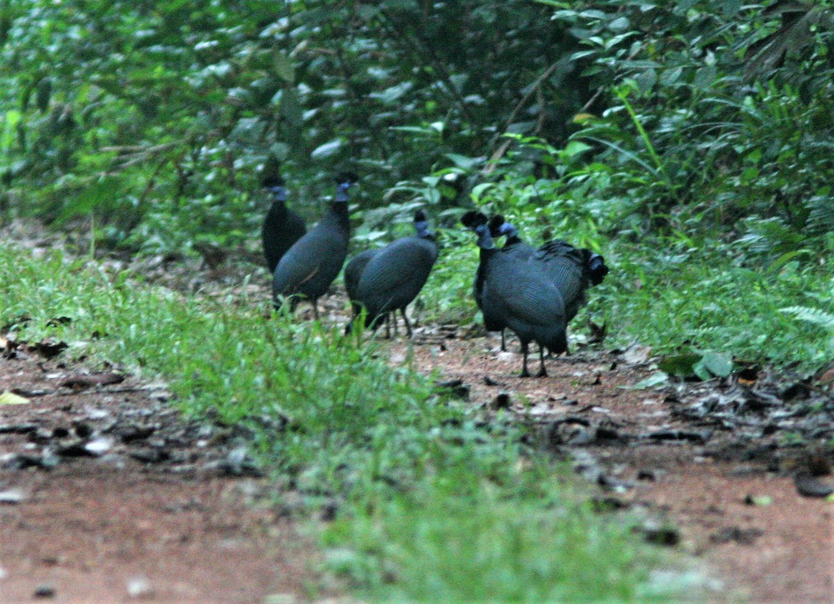 Western Crested Guineafowl - ML143478661
