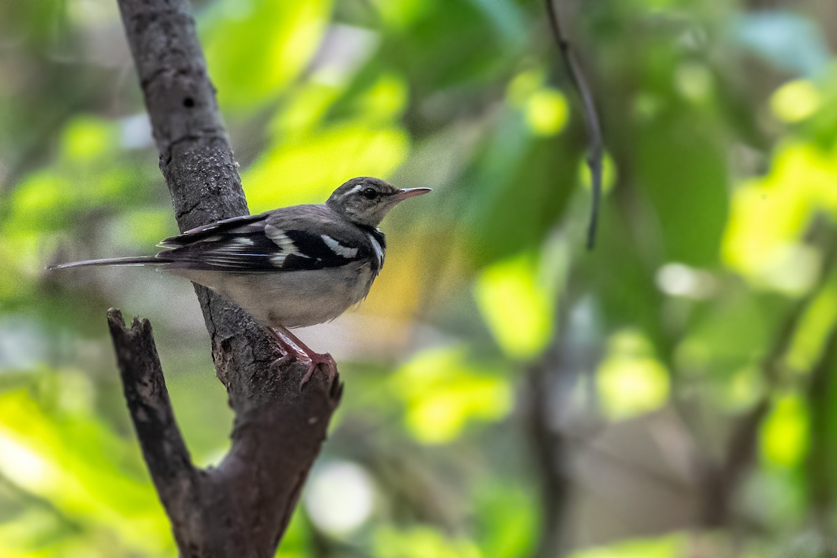 Forest Wagtail - ML143479391