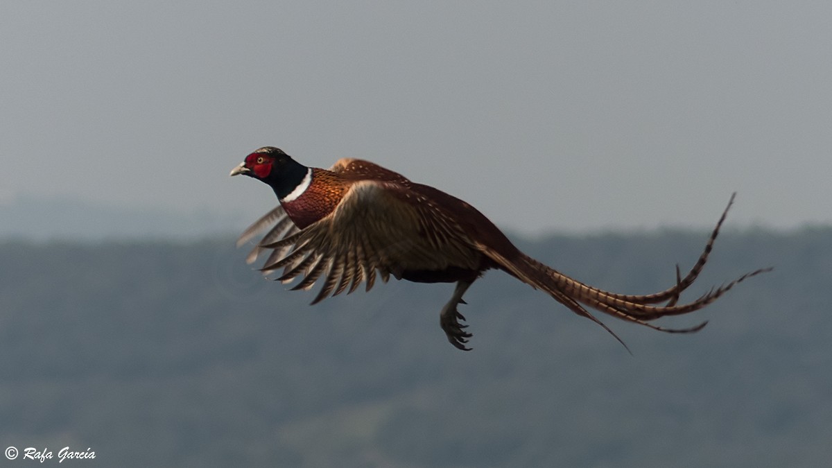 Ring-necked Pheasant - Rafael García