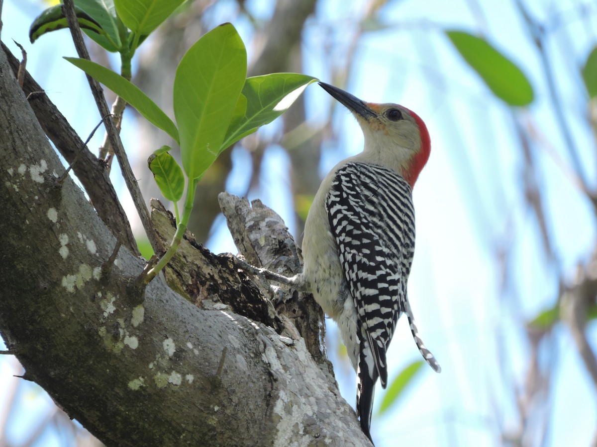 Red-bellied Woodpecker - ML143485251