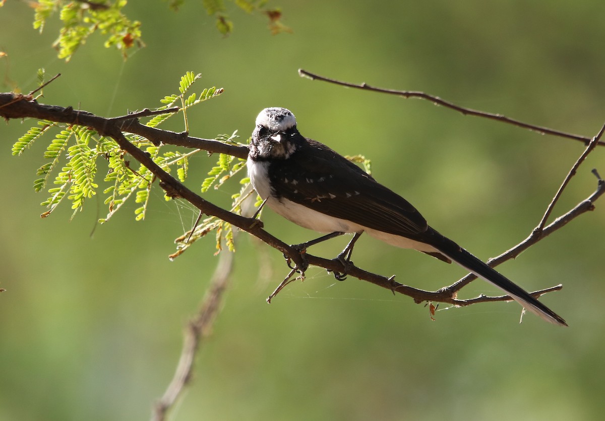 White-browed Fantail - ML143485611