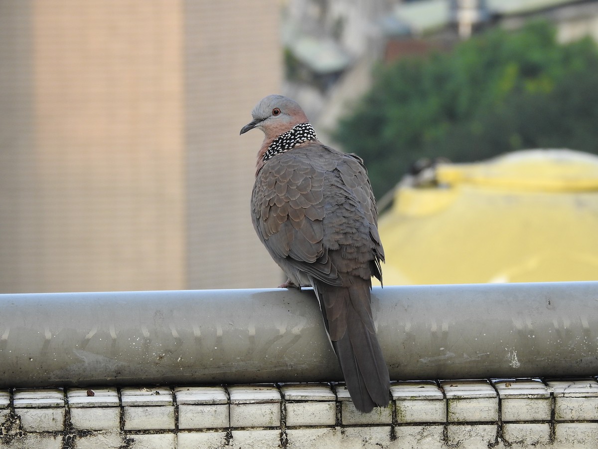 Spotted Dove (Eastern) - ML143485761