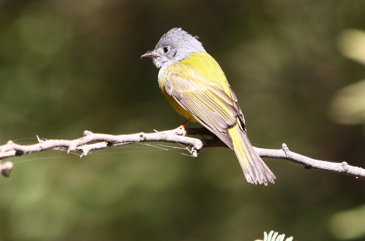 Gray-headed Canary-Flycatcher - ML143485841