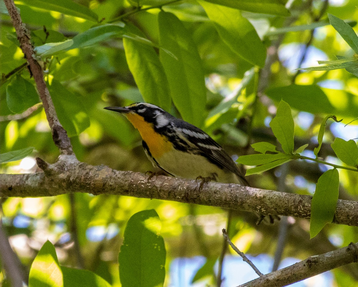 Yellow-throated Warbler - Ken Treffinger