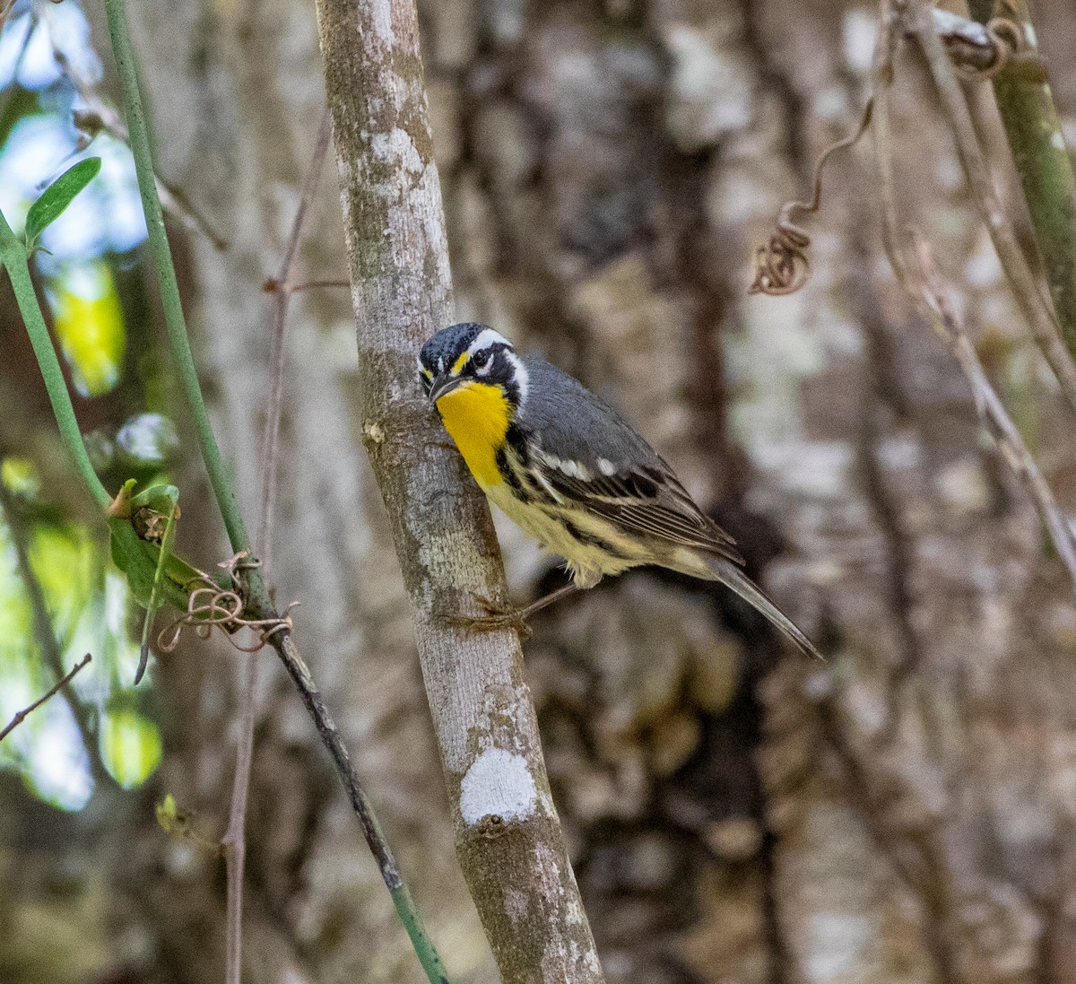 Yellow-throated Warbler - Ken Treffinger
