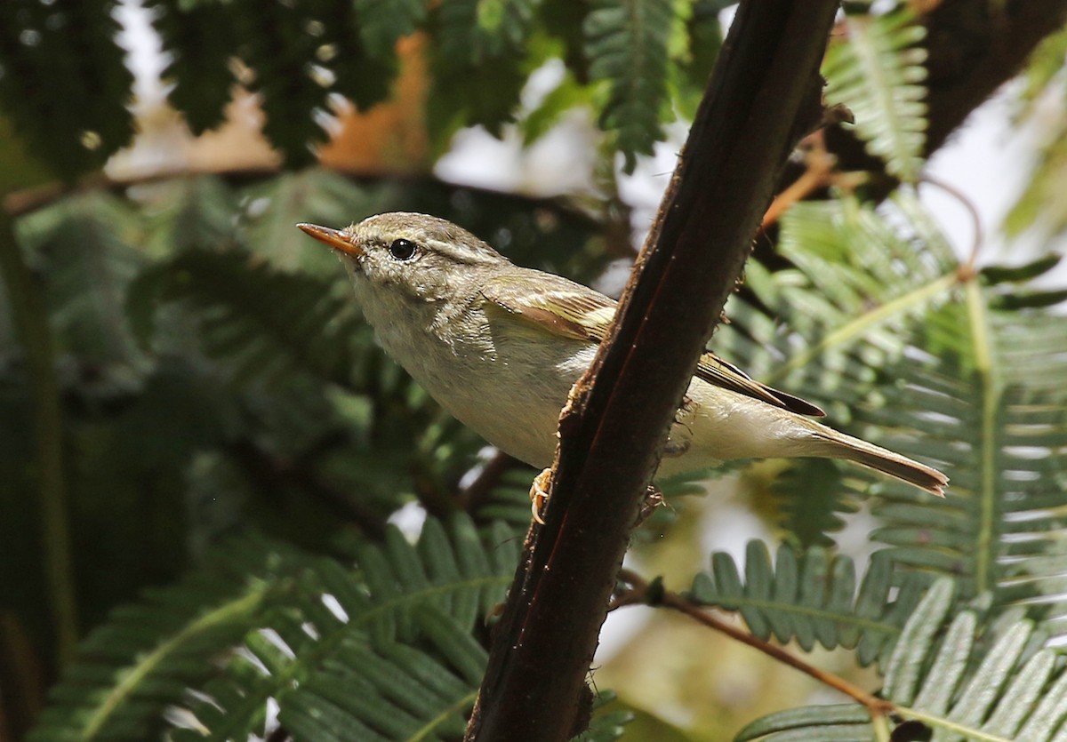 Yellow-browed Warbler - Dave Bakewell