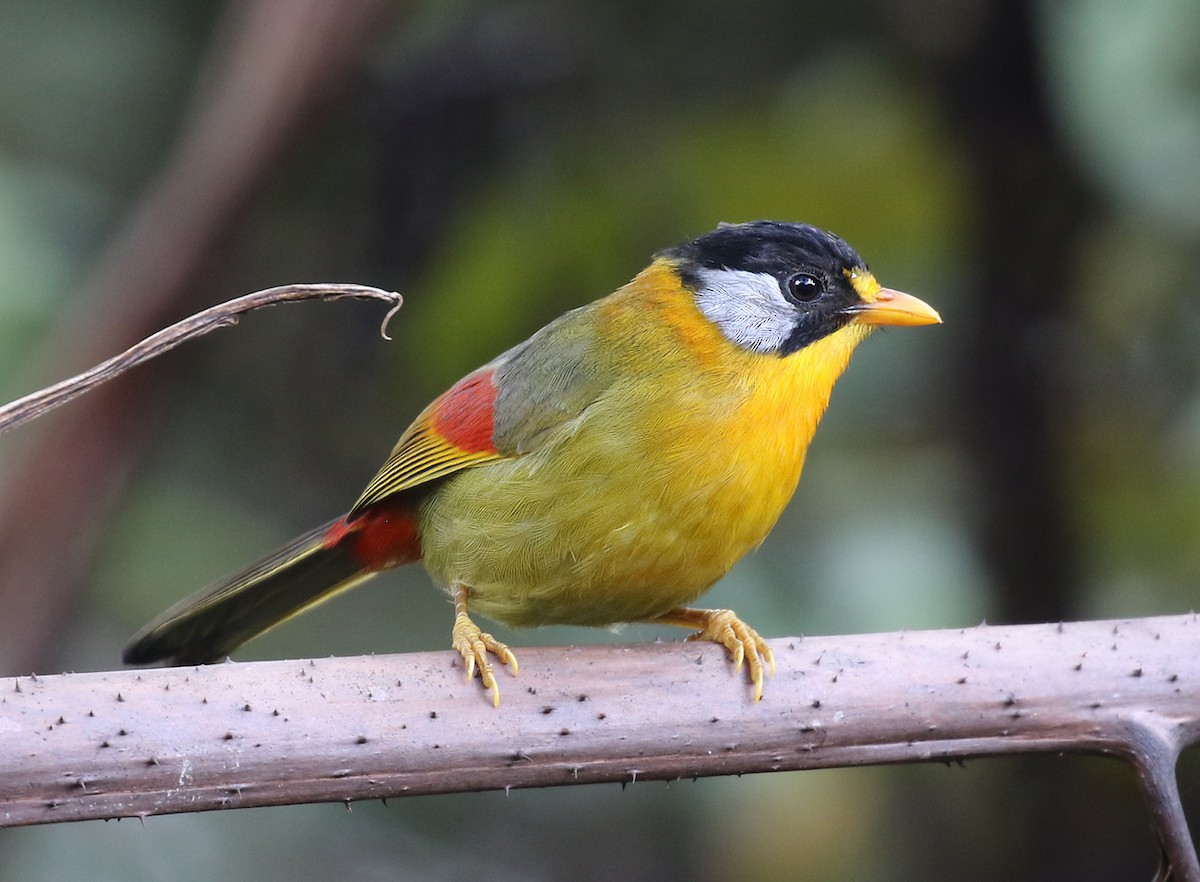 Silver-eared Mesia - Dave Bakewell