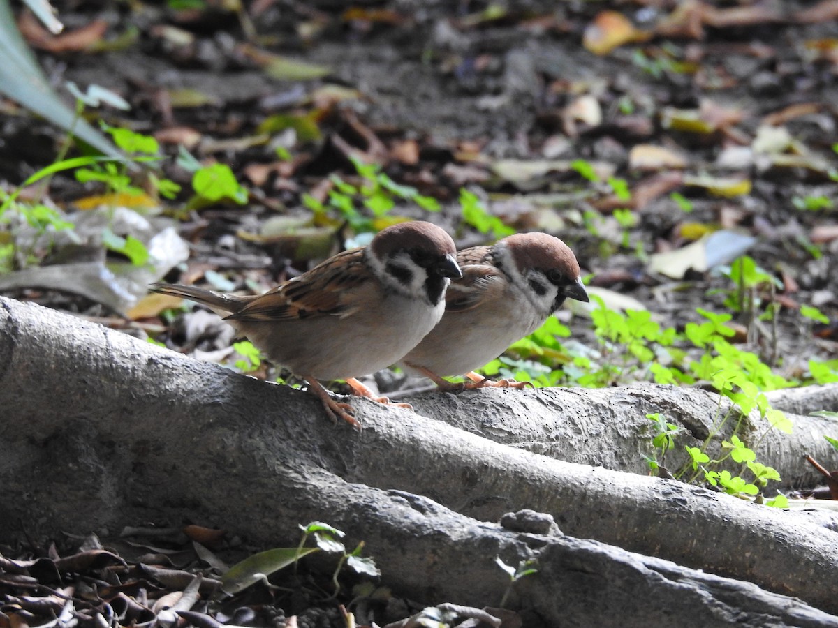 Eurasian Tree Sparrow - 永樹 陳