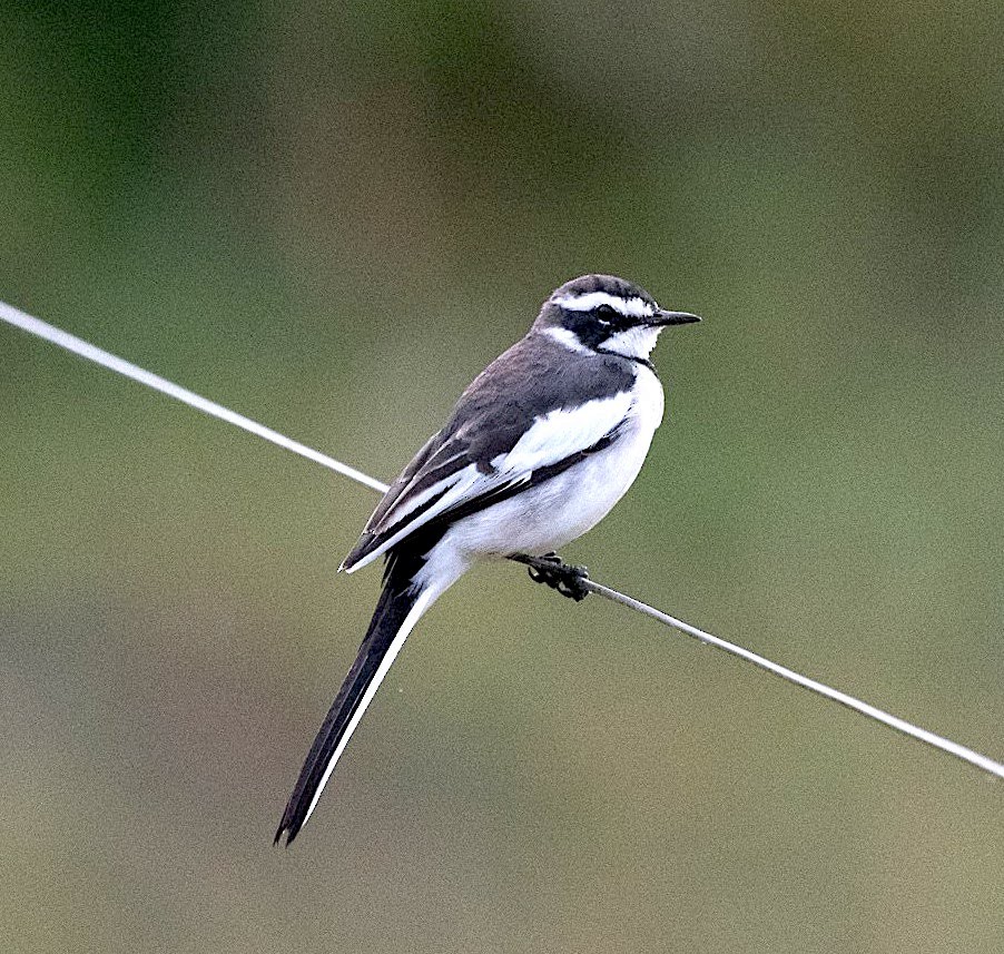 African Pied Wagtail - ML143488331