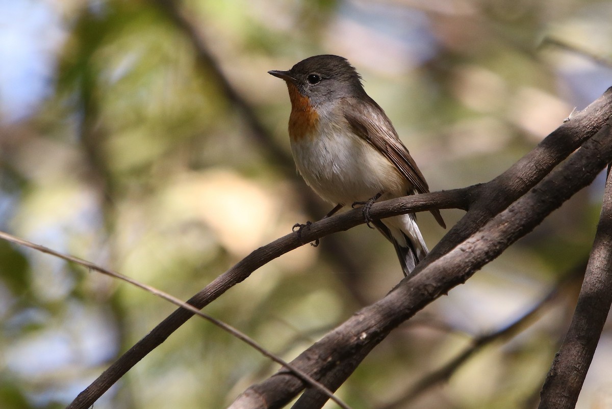 Red-breasted Flycatcher - ML143488391
