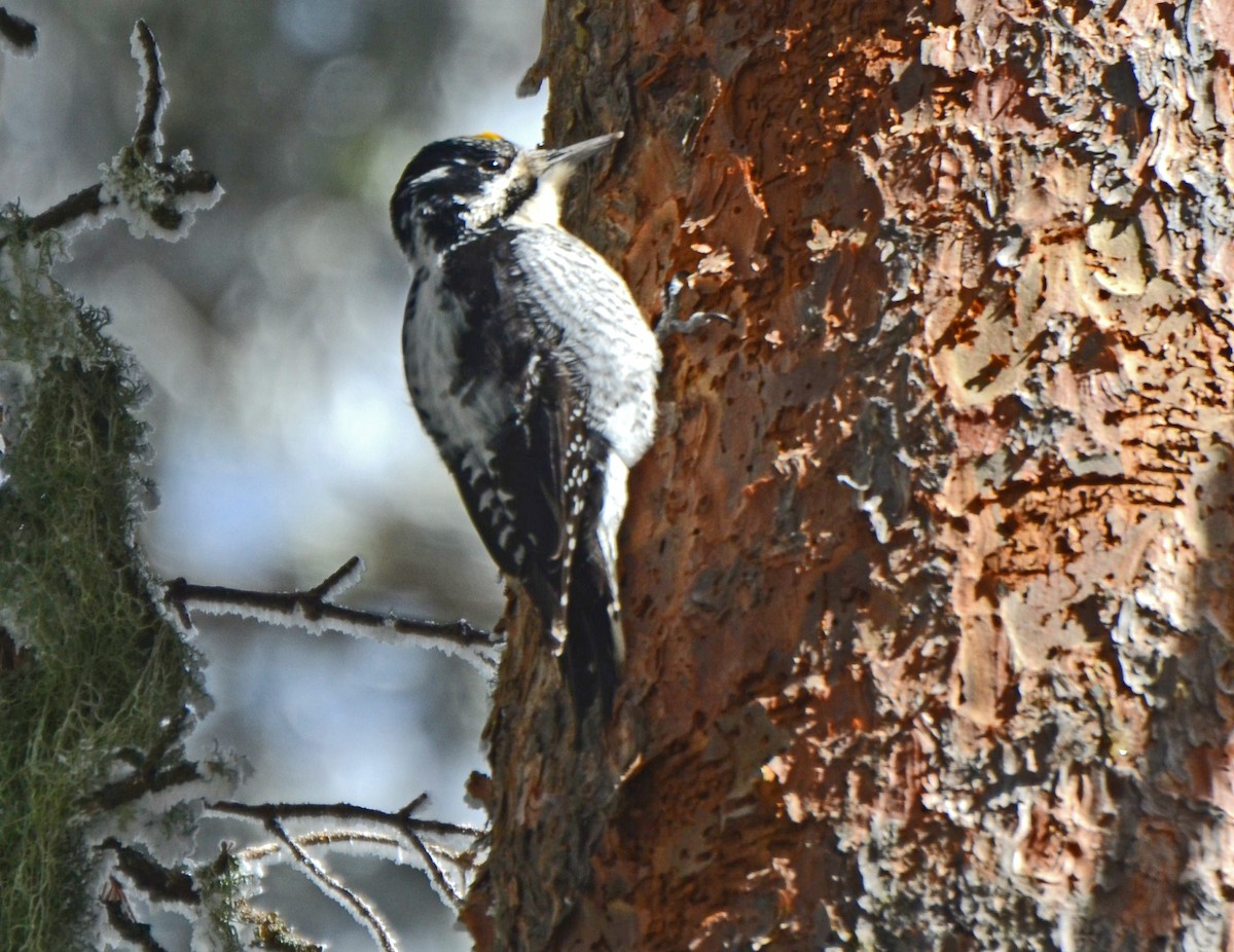 American Three-toed Woodpecker - Adam Wood