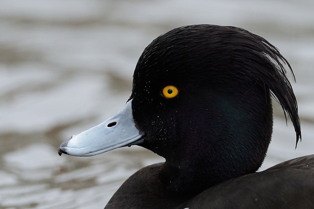 Tufted Duck - ML143491311