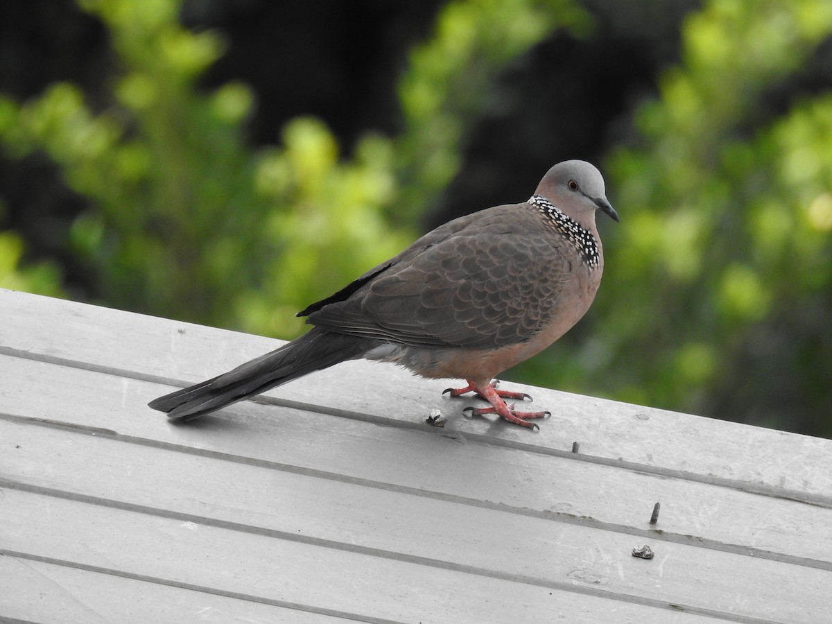 Spotted Dove (Eastern) - 永樹 陳