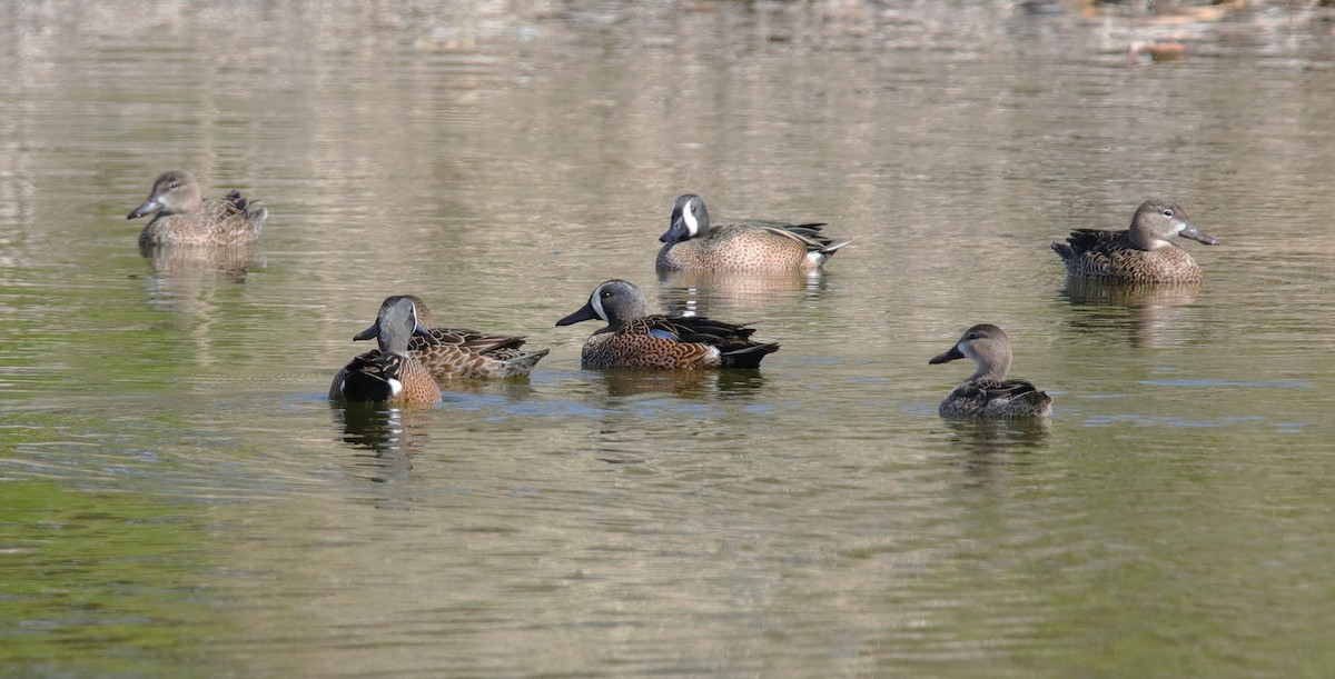 Blue-winged Teal - ML143491761