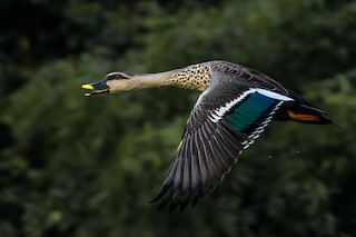 Indian Spot-billed Duck, ML143492851