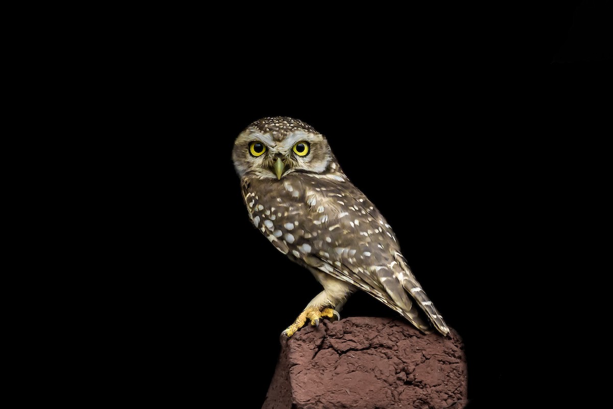 Spotted Owlet - ML143494041