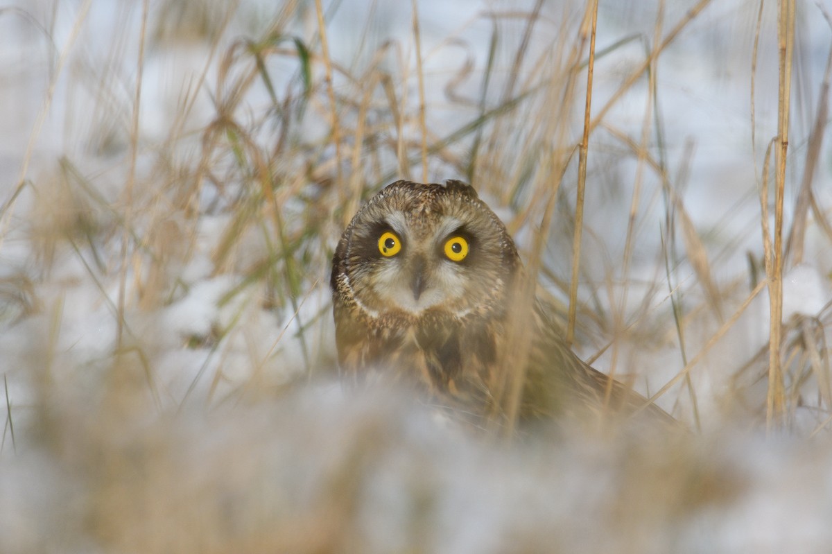 Short-eared Owl (Northern) - Vern Wilkins 🦉