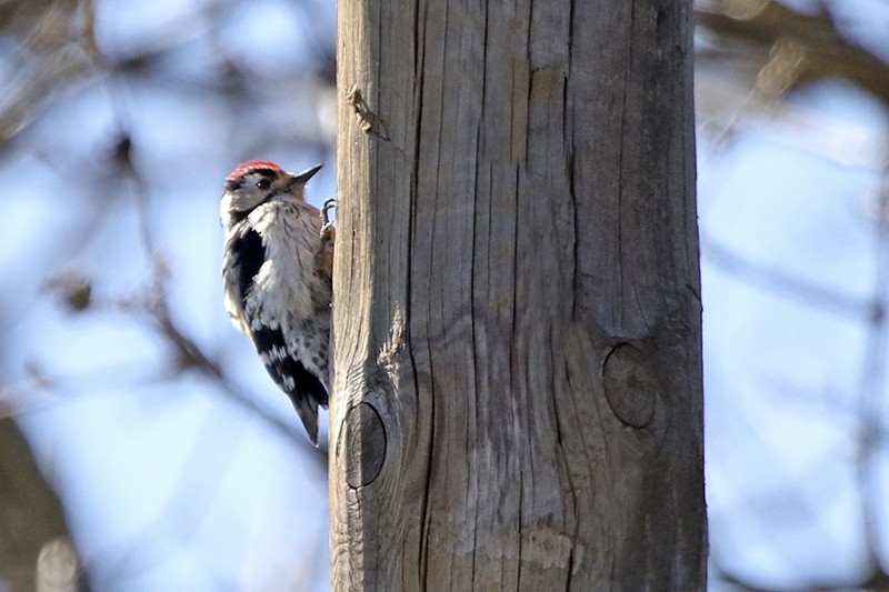 Lesser Spotted Woodpecker - ML143499931