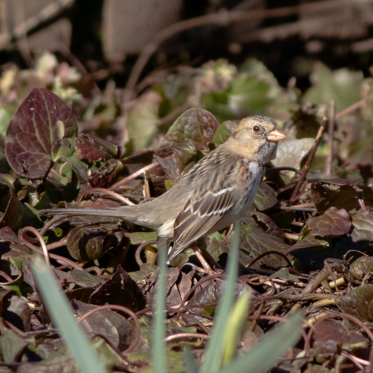 Harris's Sparrow - Seymore Gulls