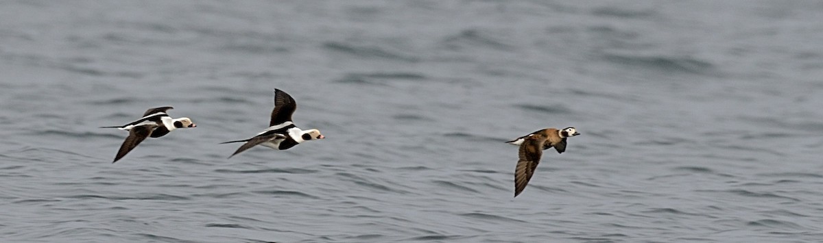 Long-tailed Duck - Hans Norelius
