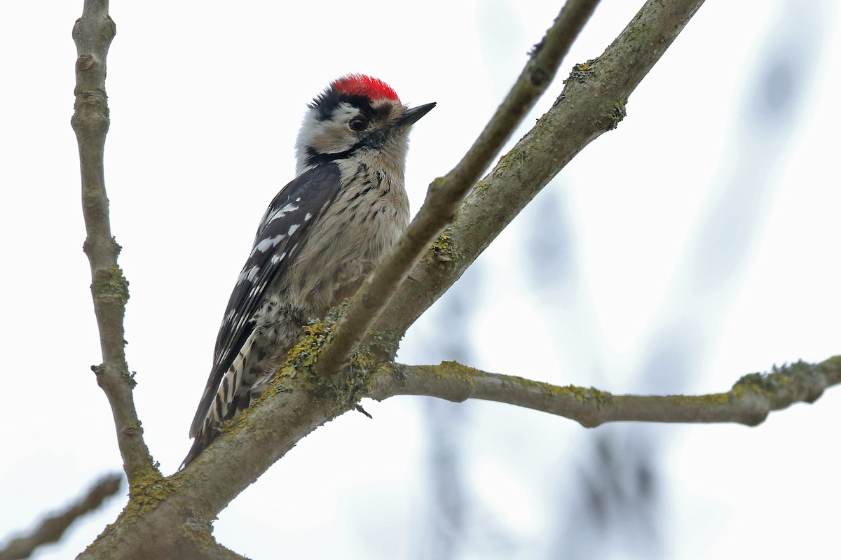 Lesser Spotted Woodpecker - ML143503371