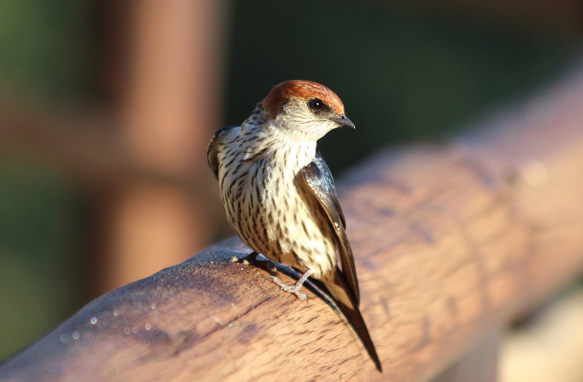 Greater Striped Swallow - ML143504461