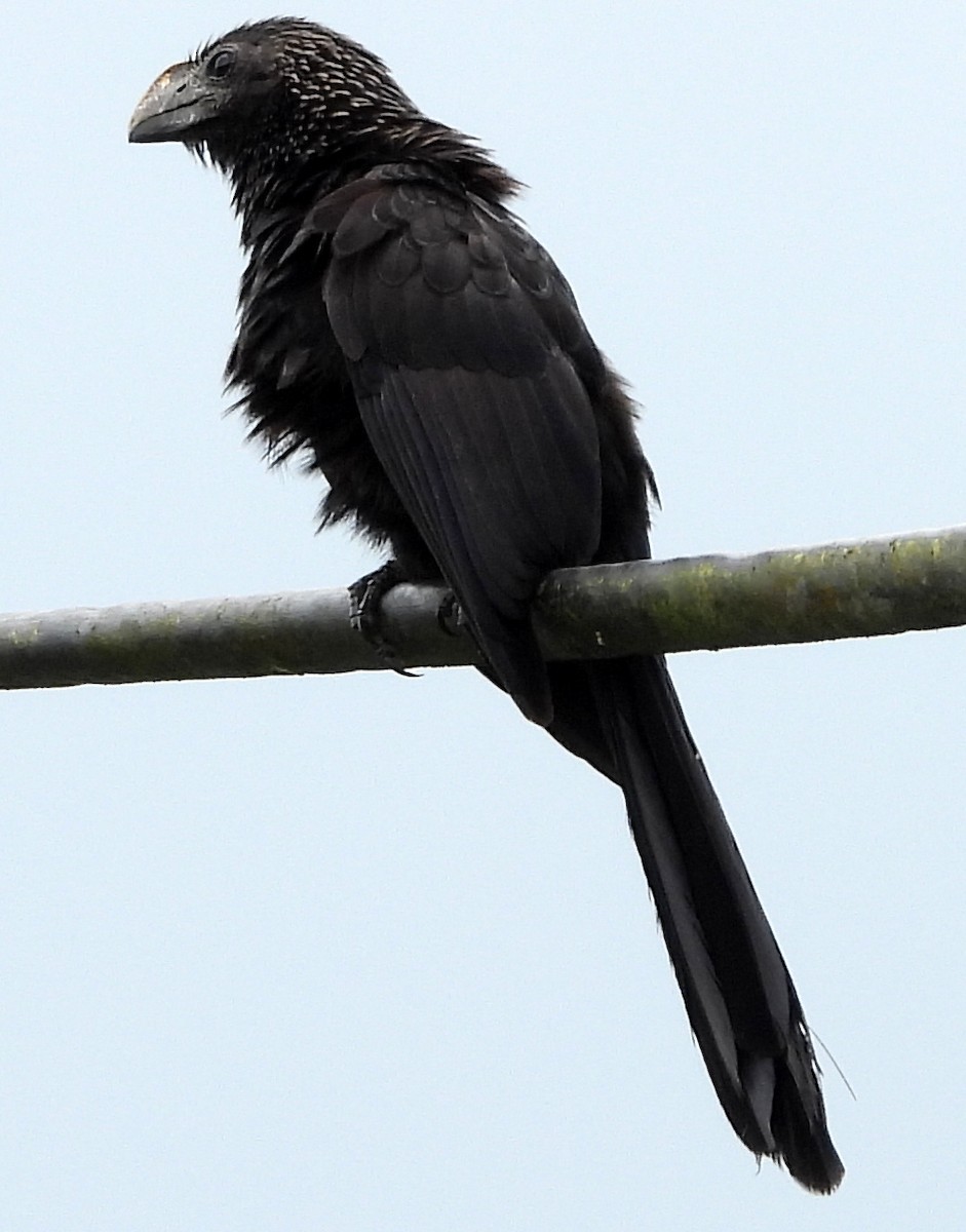 Smooth-billed Ani - Annette Daughdrill