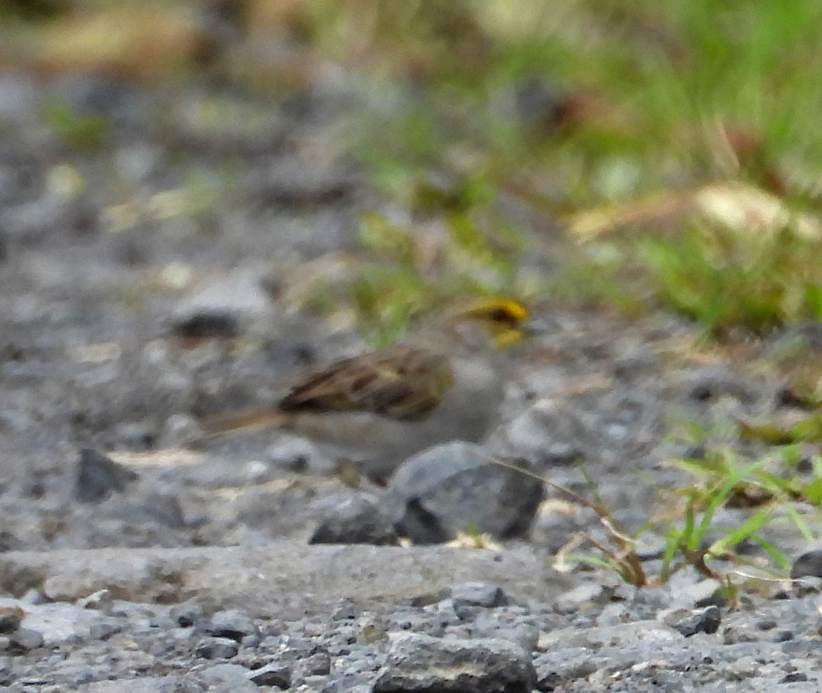 Yellow-browed Sparrow - Annette Daughdrill