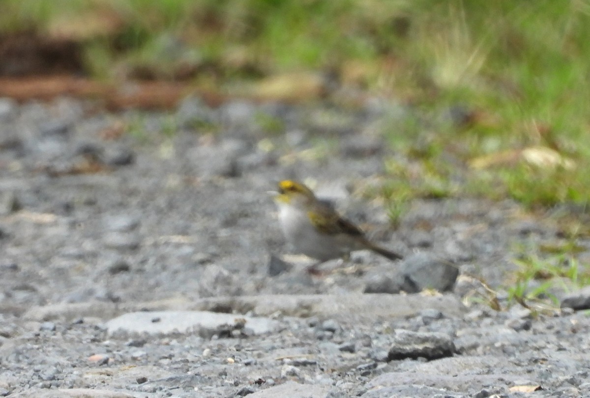 Yellow-browed Sparrow - ML143506021