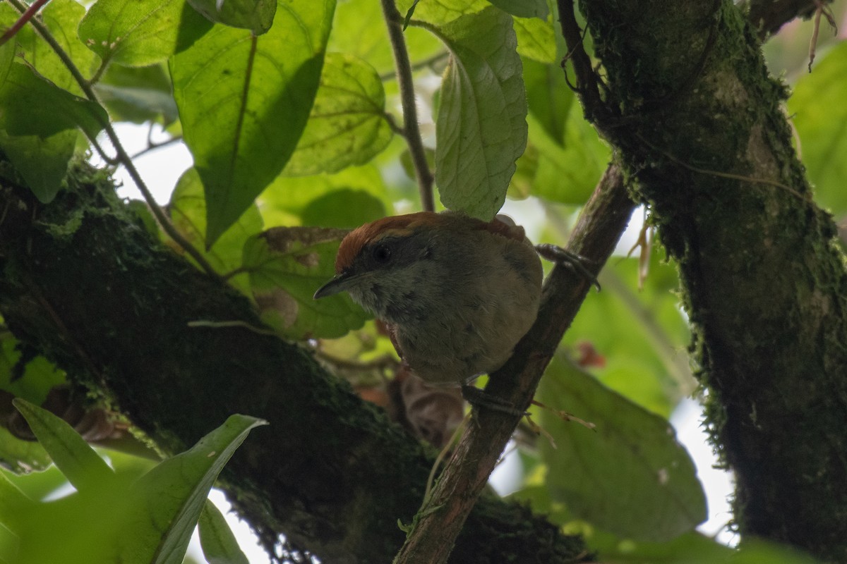 Rufous-capped Spinetail - ML143506061