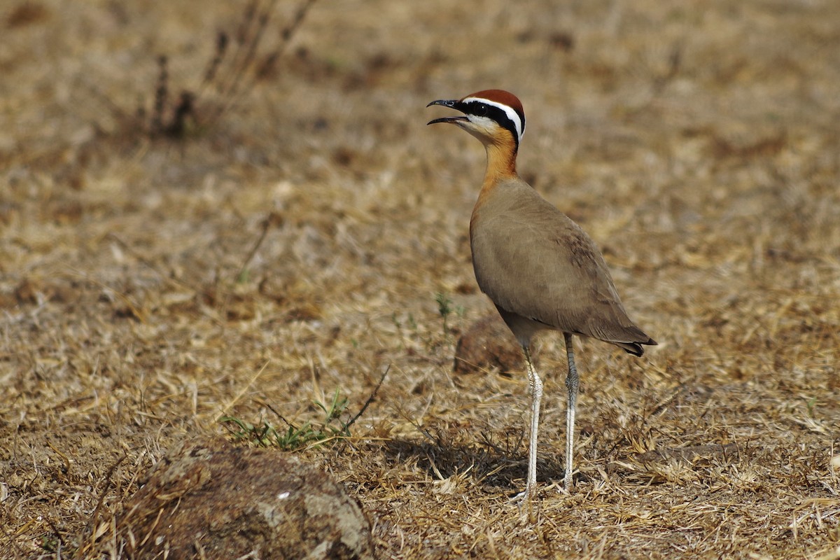 Indian Courser - ML143507721