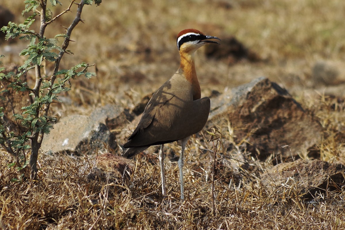 Indian Courser - ML143507731