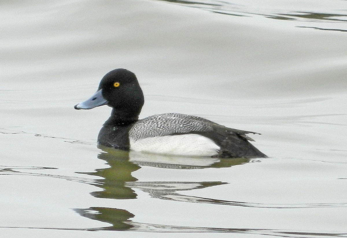 Greater Scaup - ML143508471
